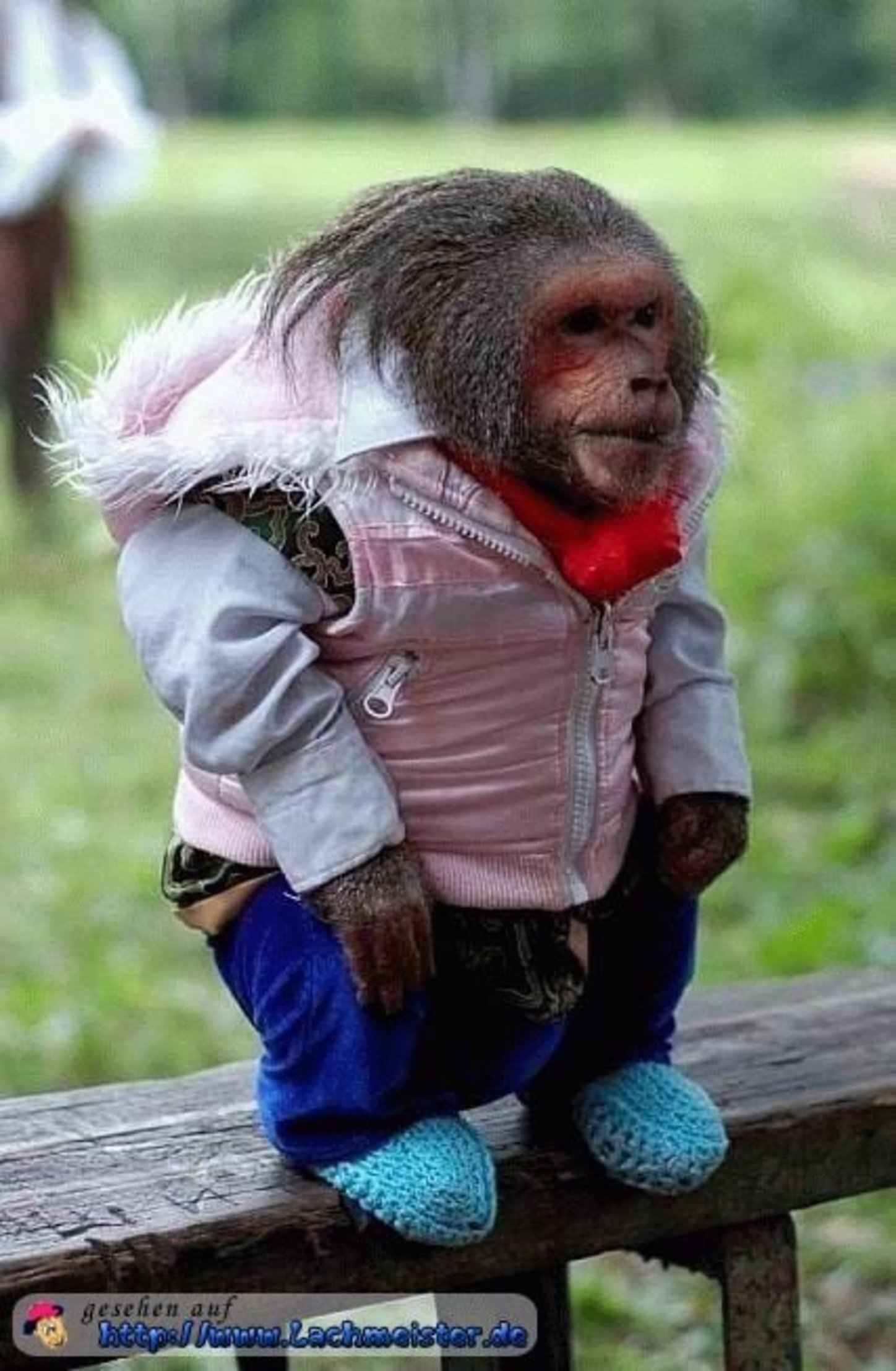 Komischer Affe