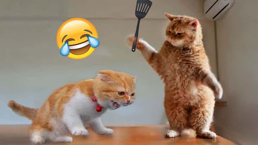 Haei