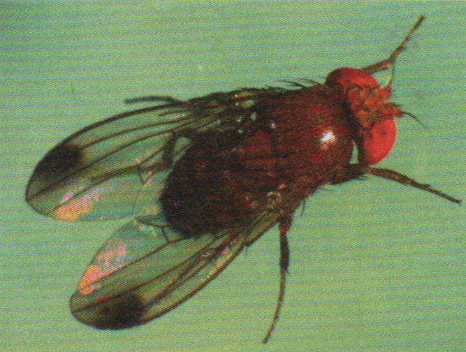 Fliege.png
